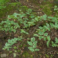 Greater Periwinkle